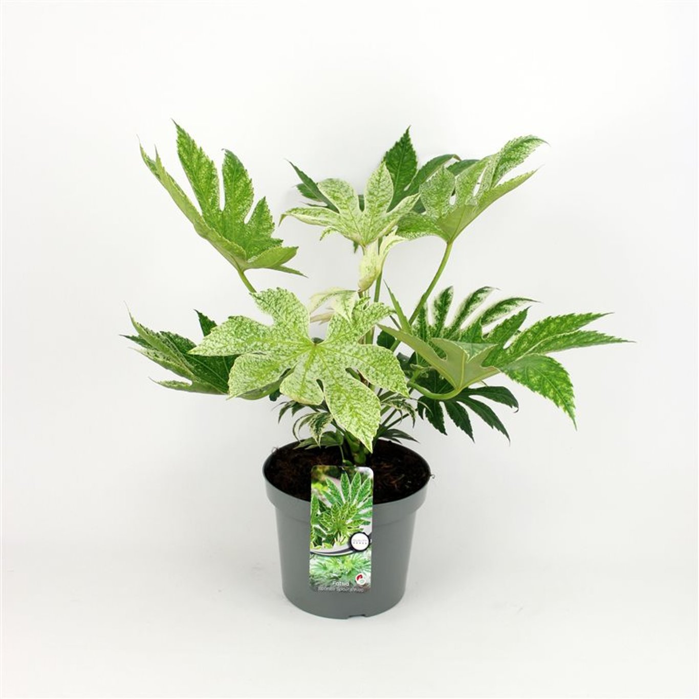 Fatsia japonica 'Spider's Web' - C7,5
